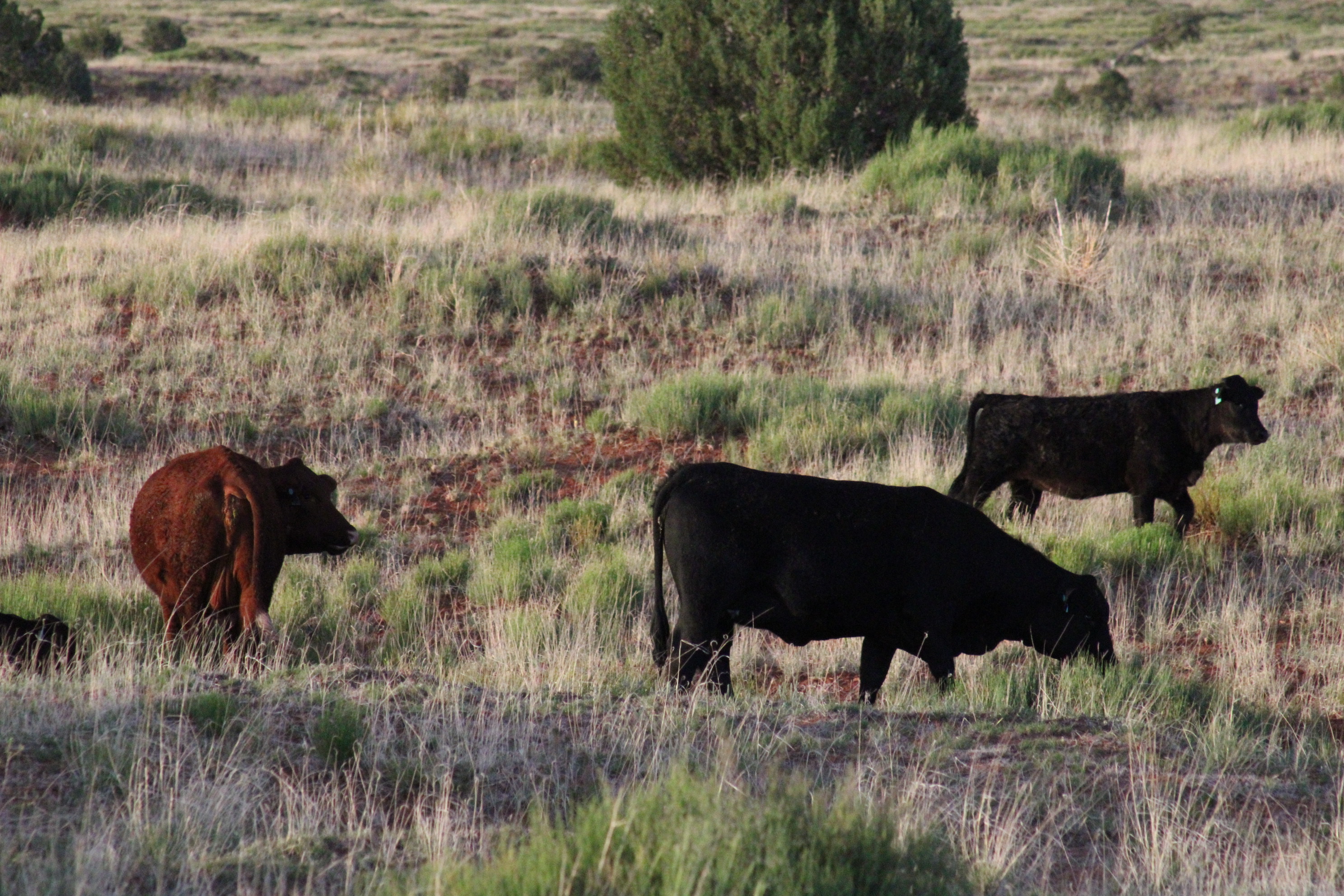 Livestock and ranching